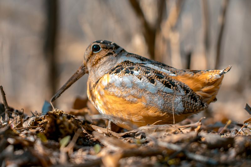 American Woodcock