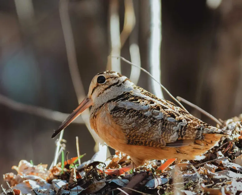 American Woodcock