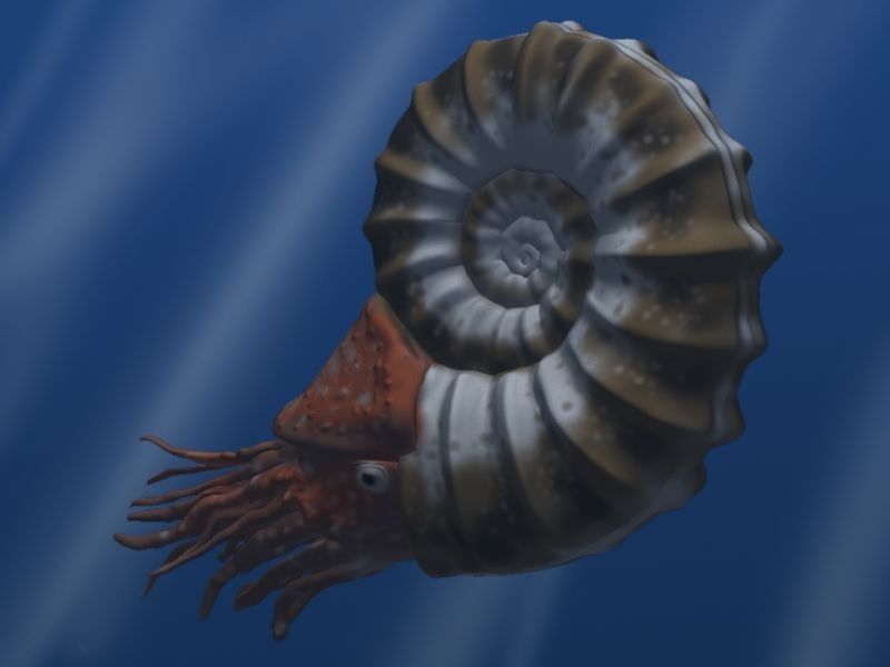 Ammonites