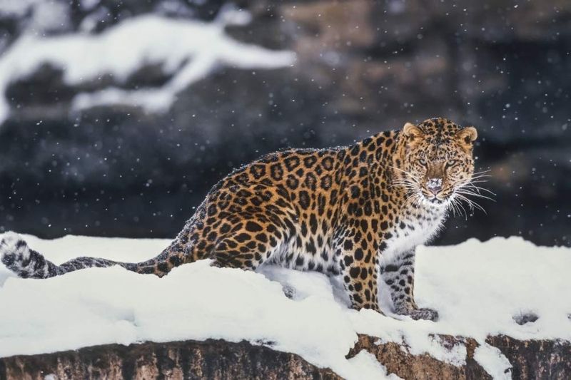 Amur Leopard