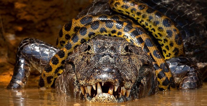 Anaconda