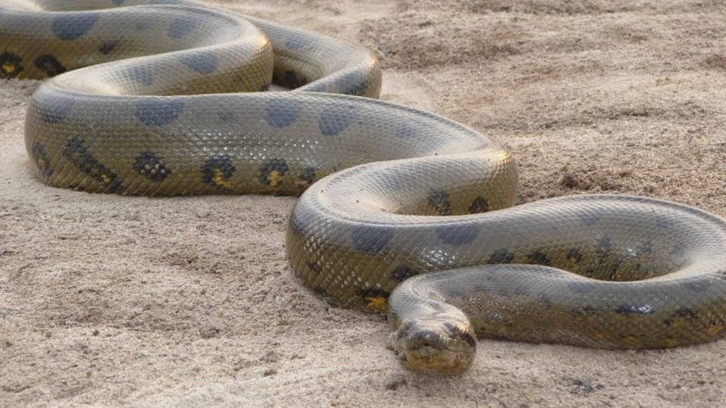 Anaconda's Constriction Power