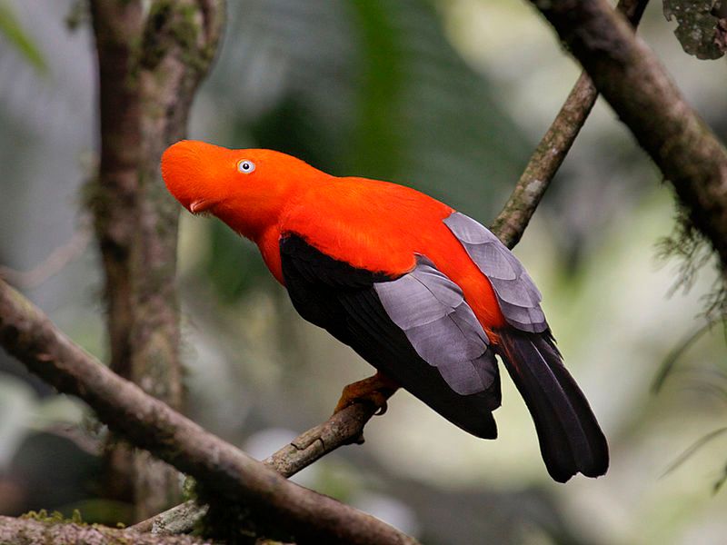 Andean Cock-of-the-rock