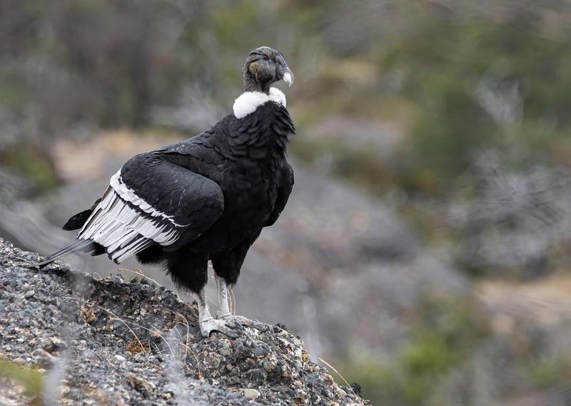 Andean Condor