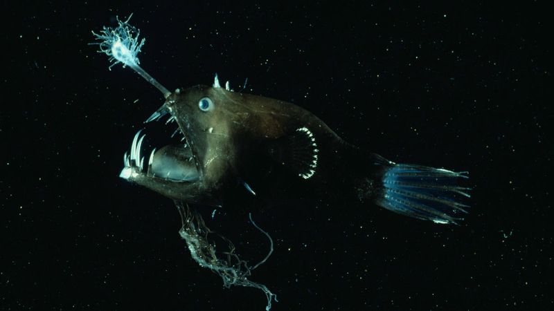 Anglerfish
