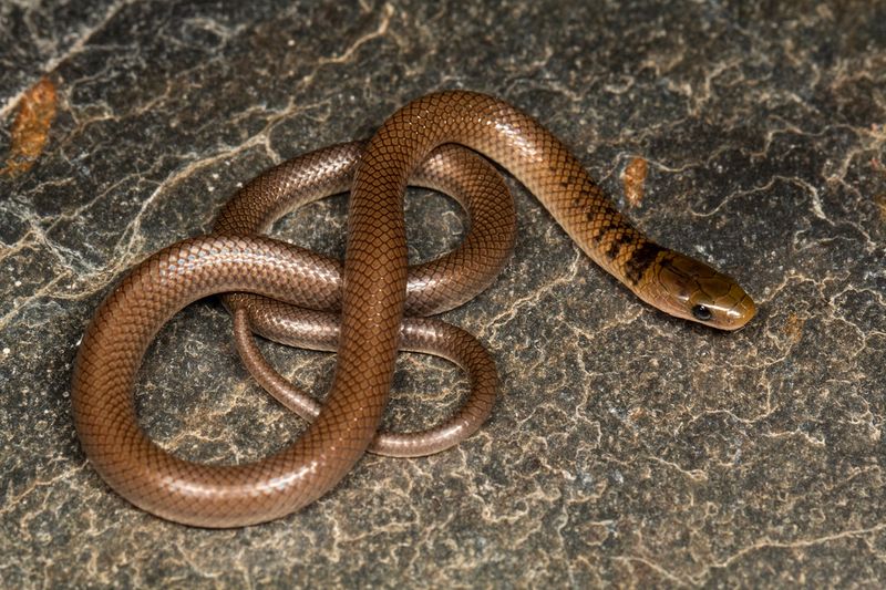 Anguiculus dicaprioi – DiCaprio’s Himalayan Snake