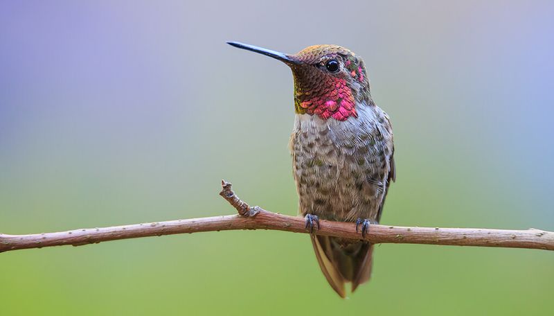 Anna's Hummingbird
