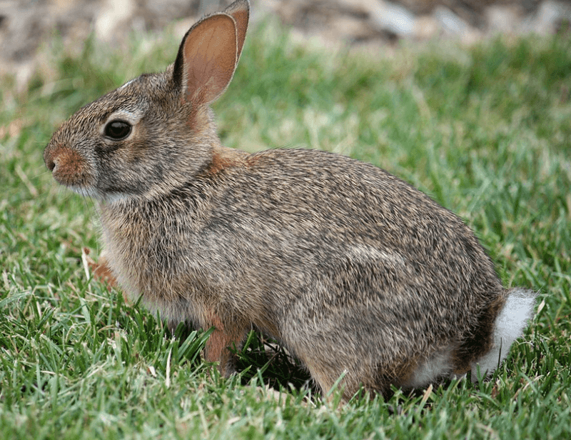 Appalachian Cottontail
