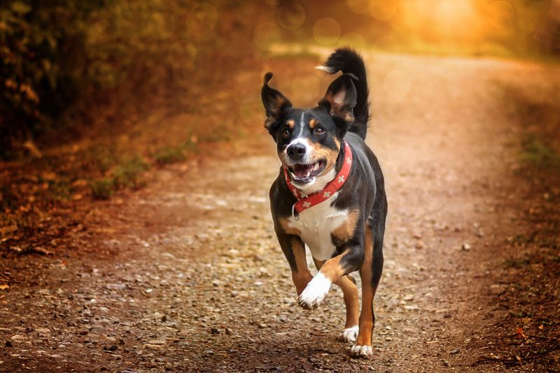 Appenzeller Sennenhund