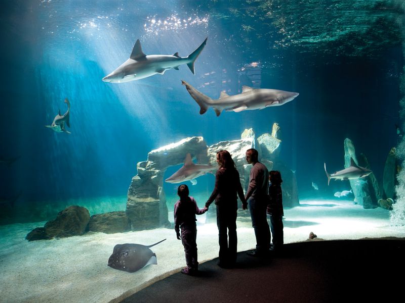 Aquarium of Genoa, Italy
