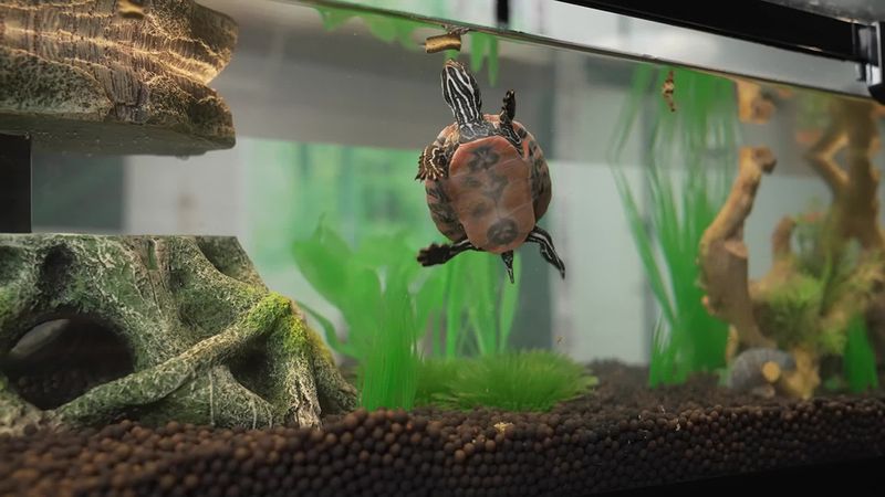 Aquatic Turtles