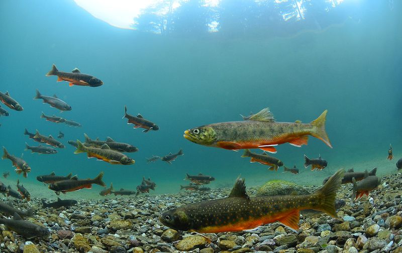 Arctic Char