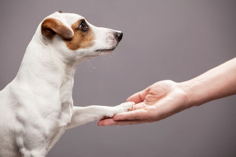 Are dogs left or right-pawed?
