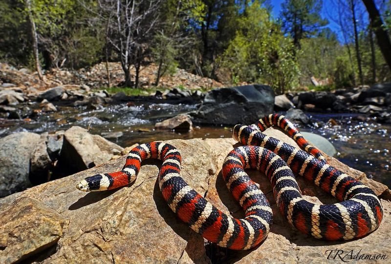 Arizona Mountain Kingsnake