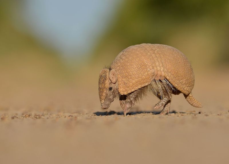 Armadillo