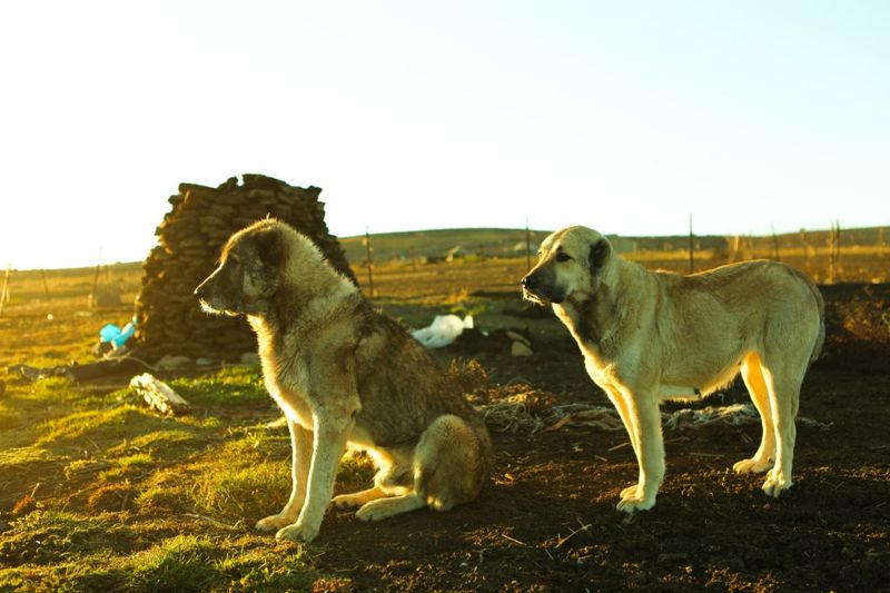 Armenian Gampr