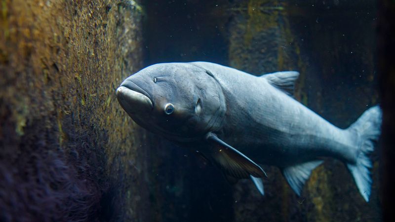 Asian Carp