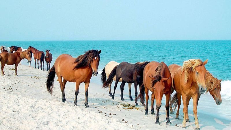 Assateague Horses