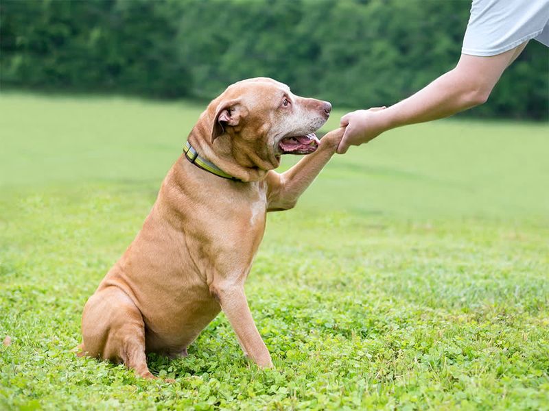 Assuming Old Dogs Can't Learn New Tricks