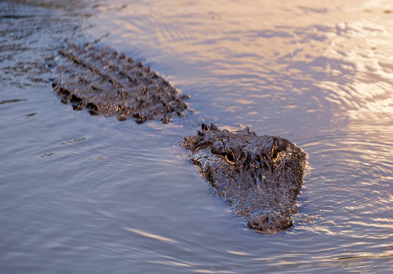 Atchafalaya Basin