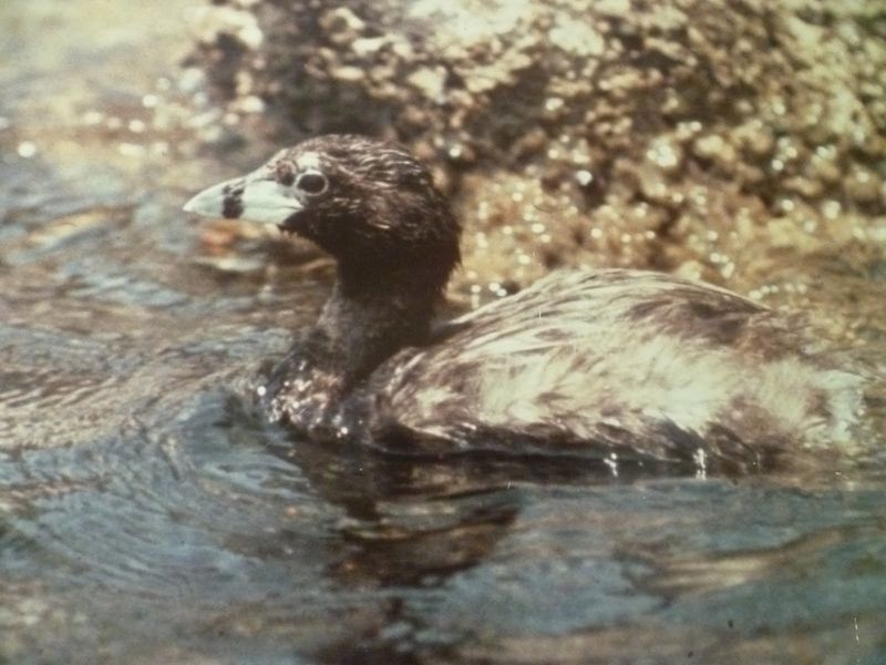 Atitlán Grebe