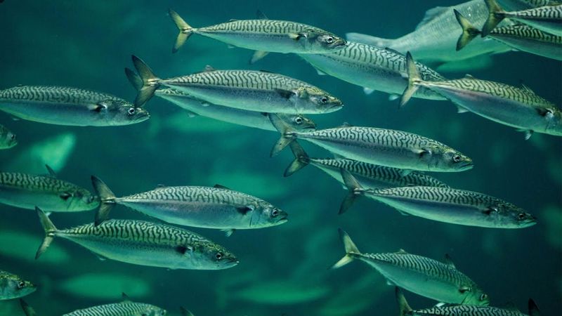 Atlantic Mackerel