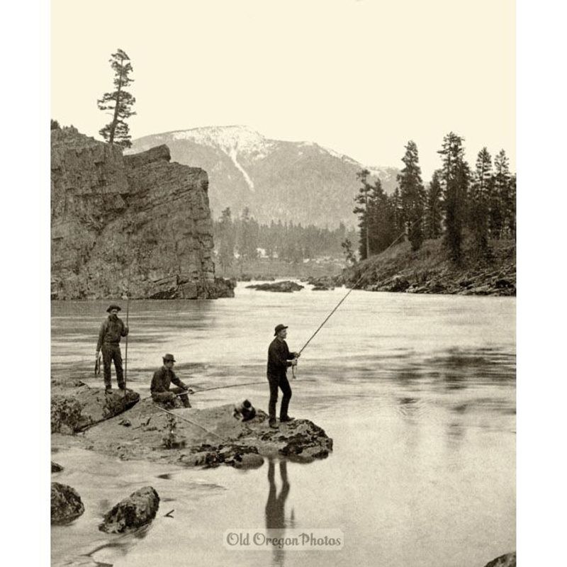 Atlantic Salmon