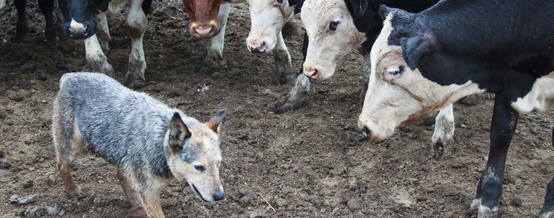 Australian Cattle Dog