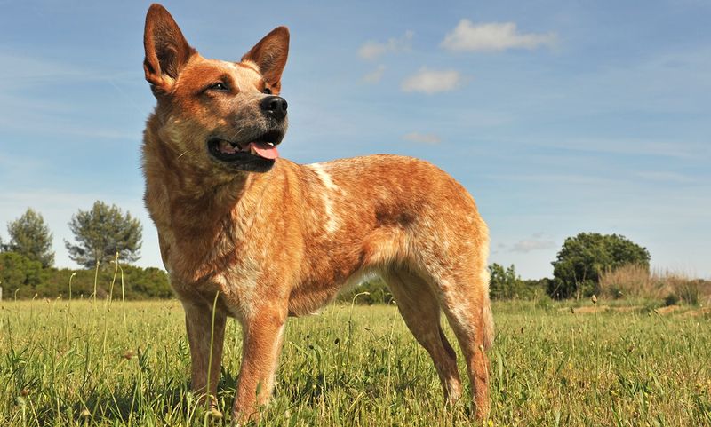 Australian Cattle Dog