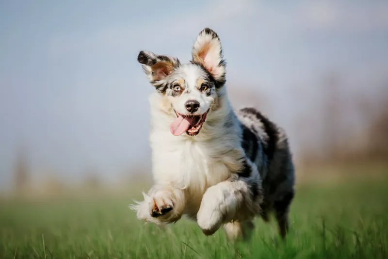 Australian Shepherd
