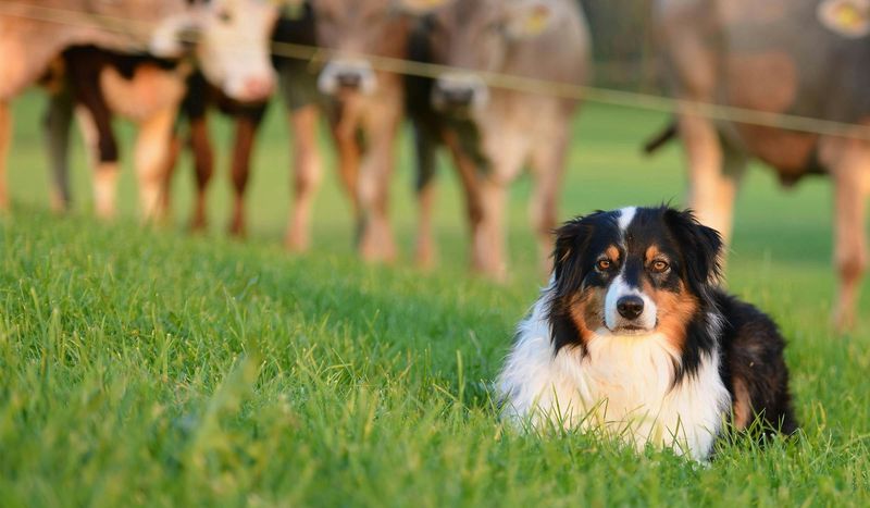 Australian Shepherd