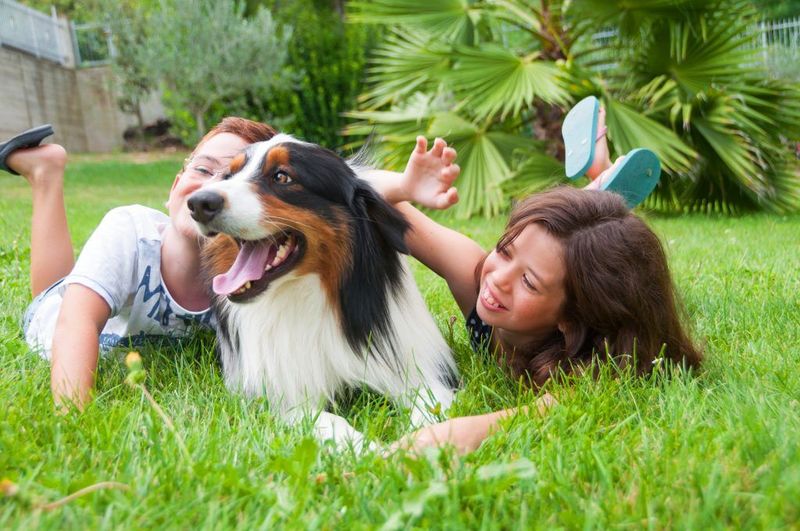 Australian Shepherd