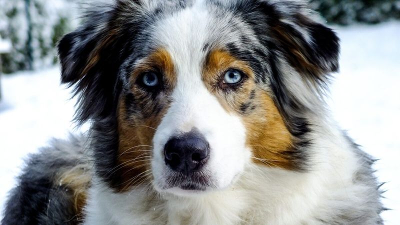 Australian Shepherd