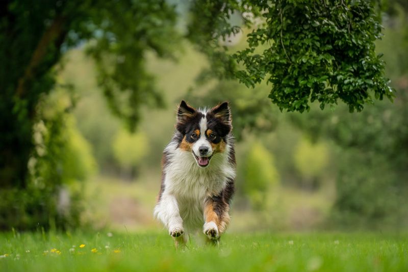 Australian Shepherd