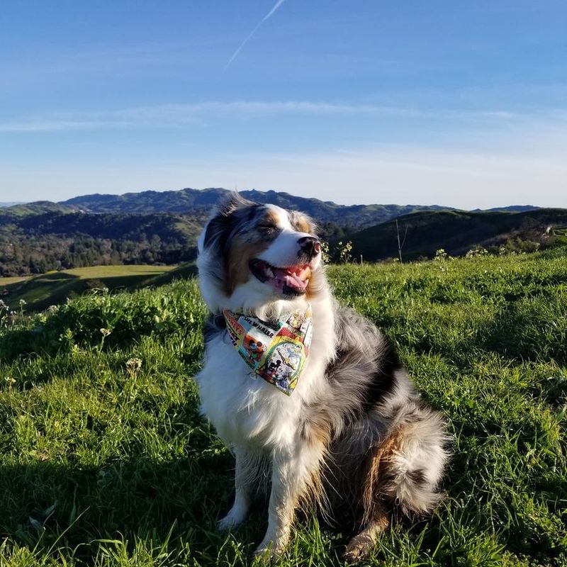 Australian Shepherd