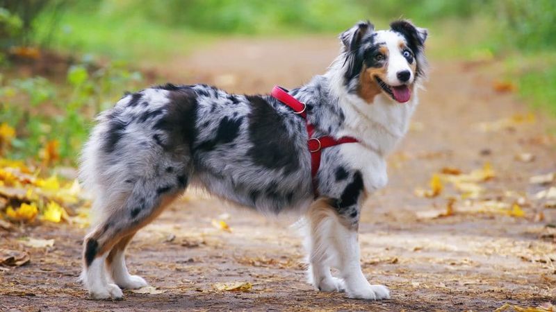 Australian Shepherd
