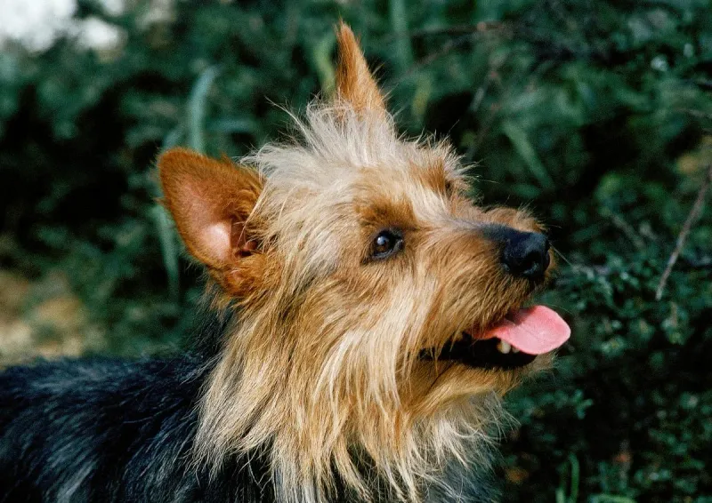 Australian Terrier