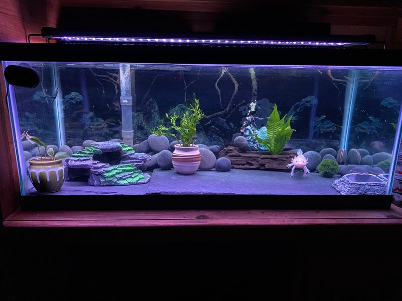 Axolotl