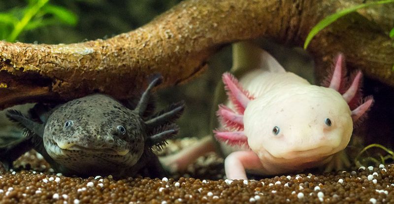 Axolotl