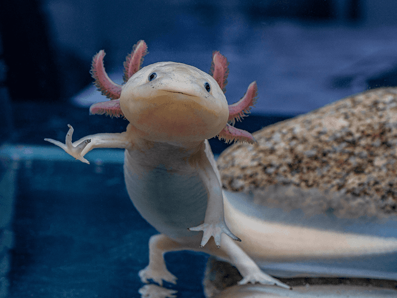 Axolotl