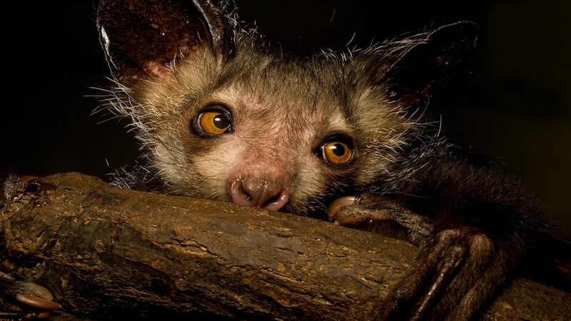 Aye-Aye
