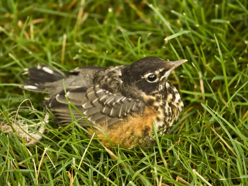 Baby American Robin