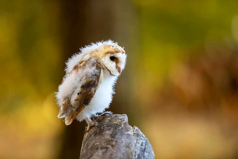 Baby Barn Owl