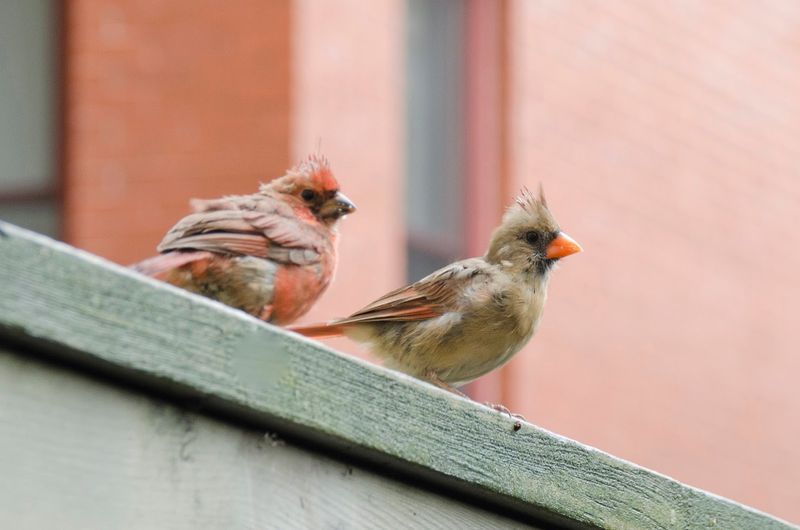 Baby Cardinal