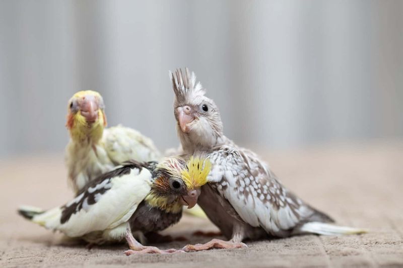 Baby Cockatiel