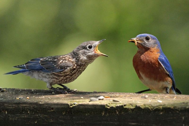 Baby Eastern Bluebird