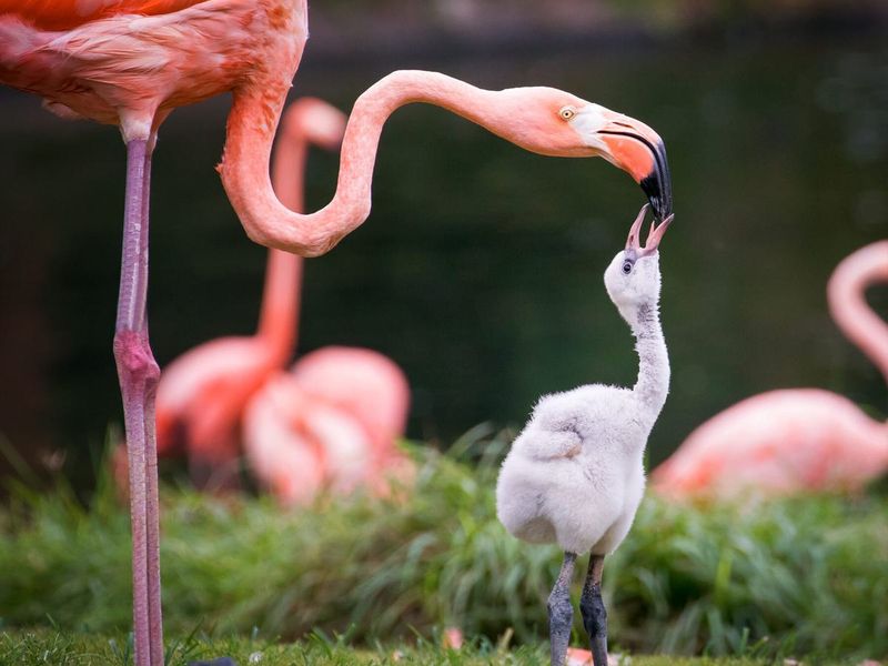 Baby Flamingo