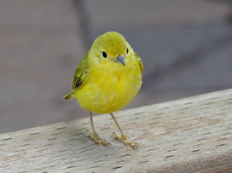 Baby Goldfinch
