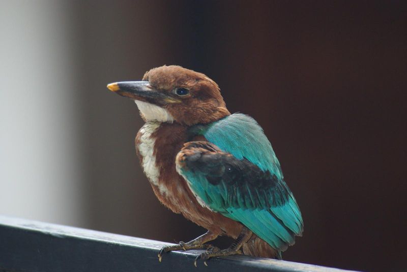 Baby Kingfisher