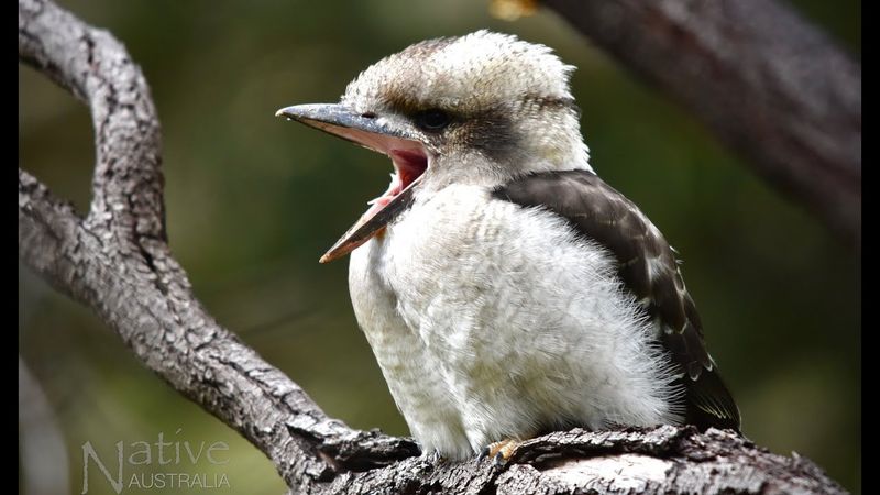 Baby Kookaburra
